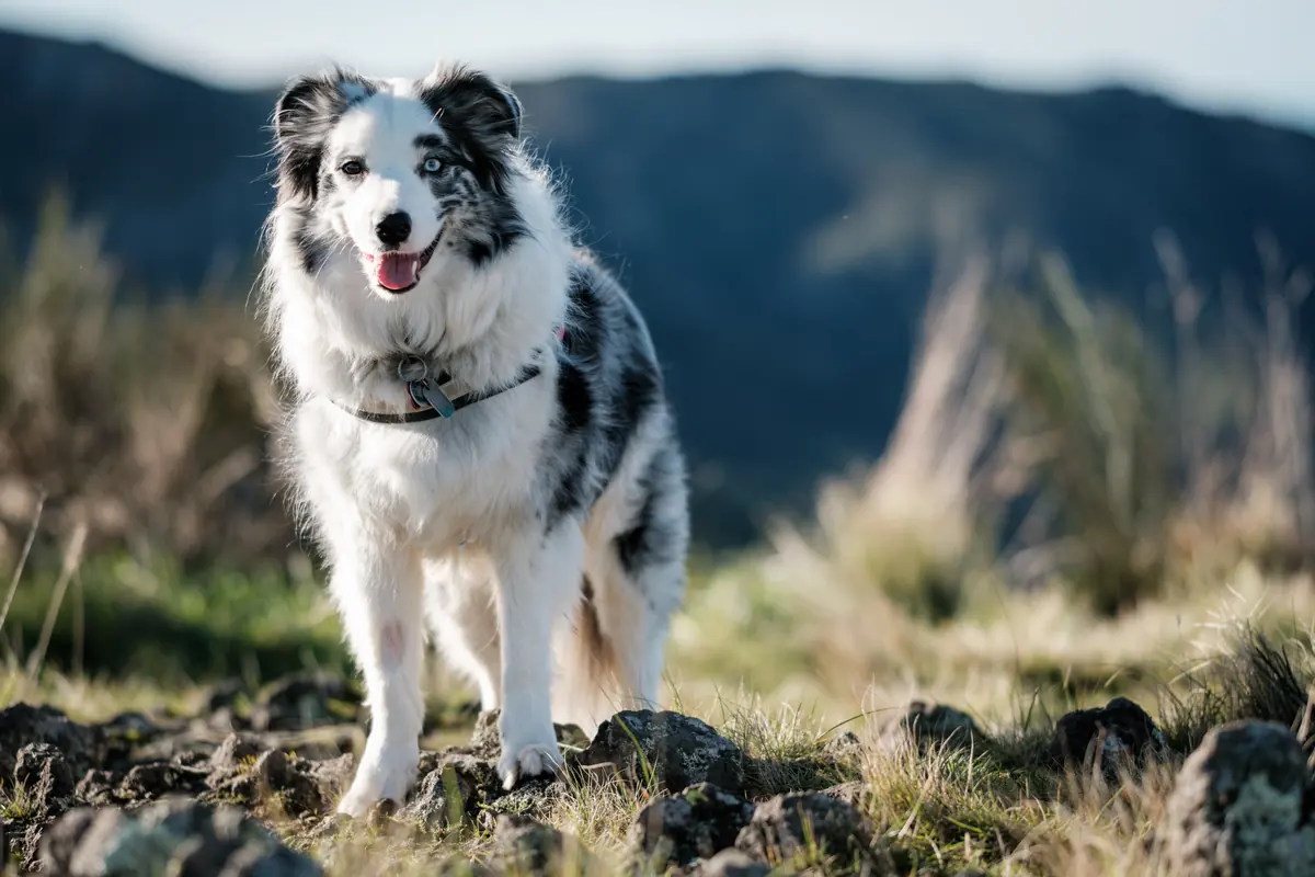 Sam Frost’s border collie standing on a rocky hilltop
